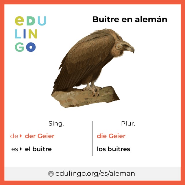Imagen de vocabulario Buitre en alemán con singular y plural para descargar e imprimir
