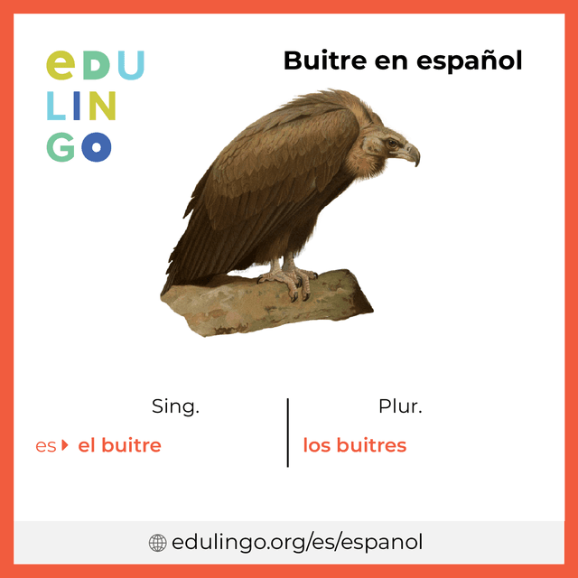 Imagen de vocabulario Buitre en español con singular y plural para descargar e imprimir