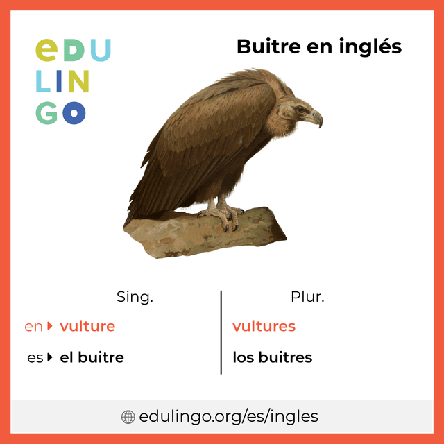 Imagen de vocabulario Buitre en inglés con singular y plural para descargar e imprimir