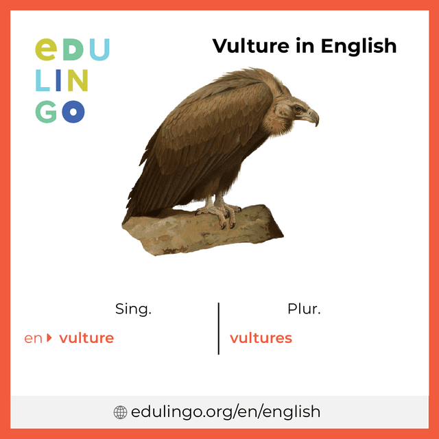Vulture in English vocabulary picture with singular and plural for download and printing