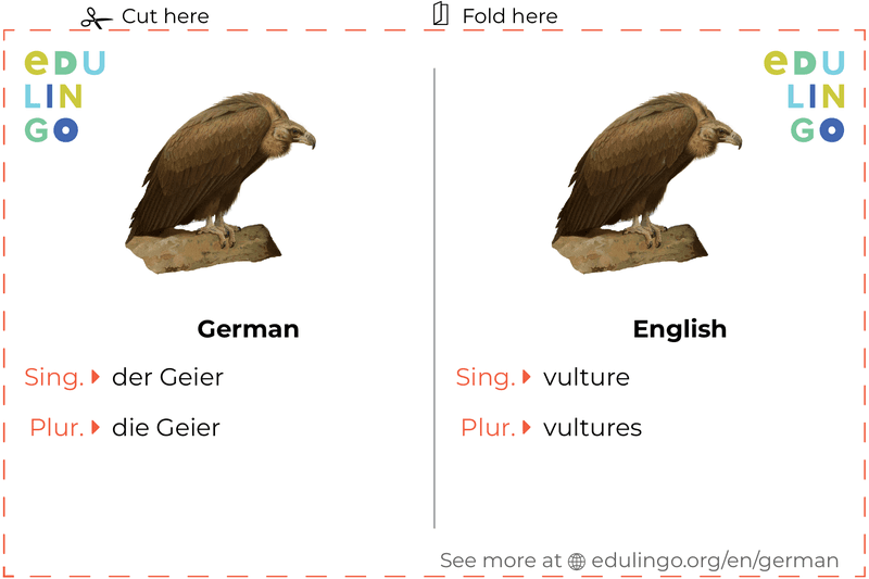Vulture in German vocabulary flashcard for printing, practicing and learning