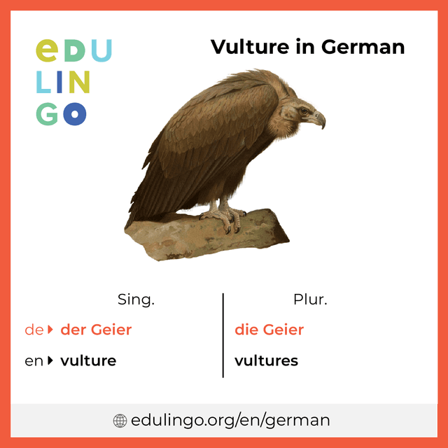Vulture in German vocabulary picture with singular and plural for download and printing