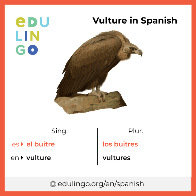 Vulture in Spanish vocabulary picture with singular and plural for download and printing
