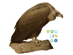 Thumbnail: Vulture in German