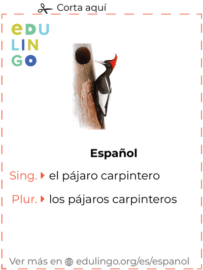 Ficha de Vocabulario Pájaro carpintero en español para imprimir, practicar y aprender