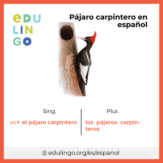 Imagen de vocabulario Pájaro carpintero en español con singular y plural para descargar e imprimir