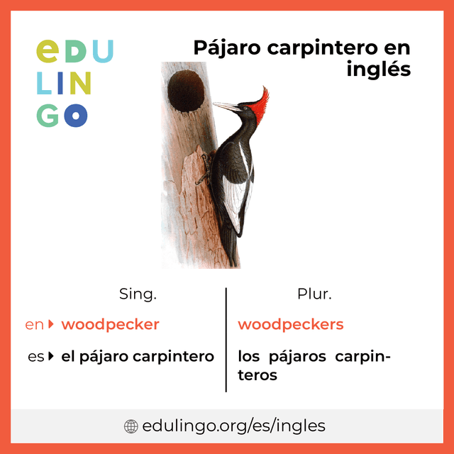 Imagen de vocabulario Pájaro carpintero en inglés con singular y plural para descargar e imprimir