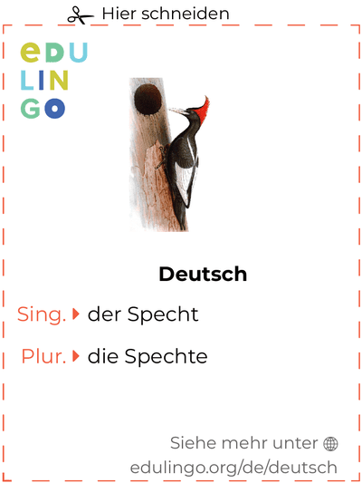 Specht auf Deutsch Vokabelkartei zum Ausdrucken, Üben und Lernen