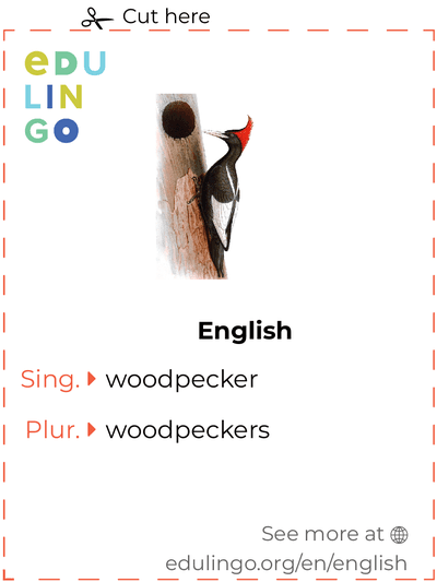 Woodpecker in English vocabulary flashcard for printing, practicing and learning