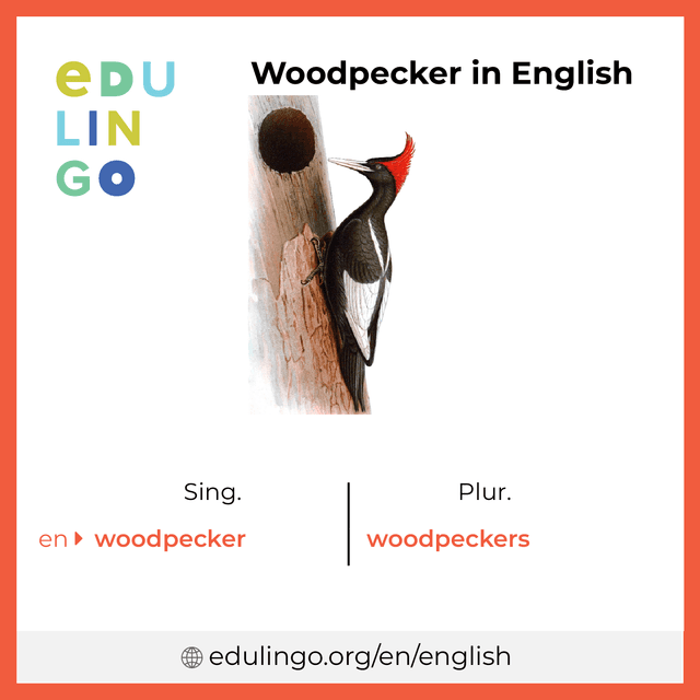Woodpecker in English vocabulary picture with singular and plural for download and printing