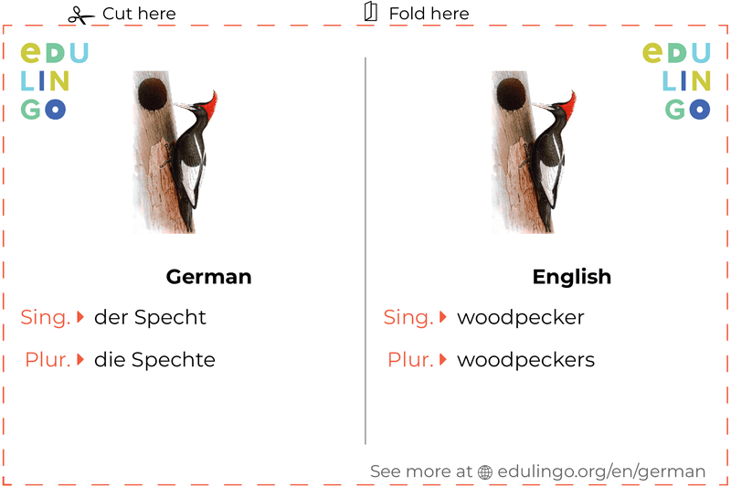 Woodpecker in German vocabulary flashcard for printing, practicing and learning