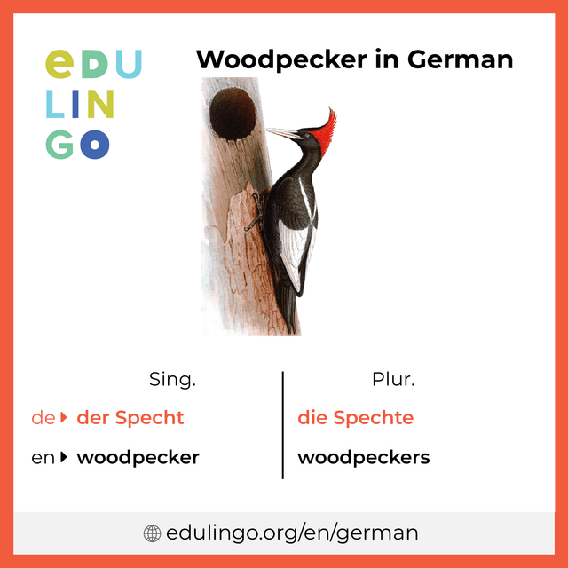 Woodpecker in German vocabulary picture with singular and plural for download and printing