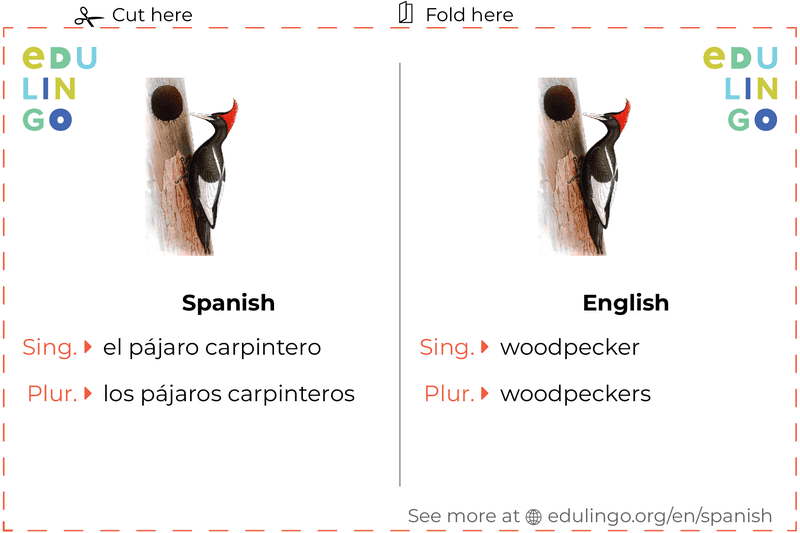Woodpecker in Spanish vocabulary flashcard for printing, practicing and learning
