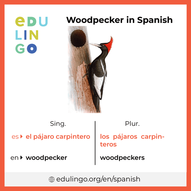 Woodpecker in Spanish vocabulary picture with singular and plural for download and printing
