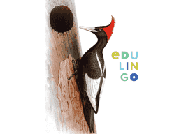 Thumbnail: Woodpecker in English