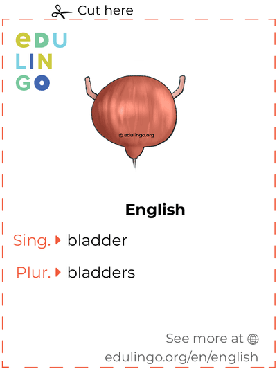 Bladder in English vocabulary flashcard for printing, practicing and learning