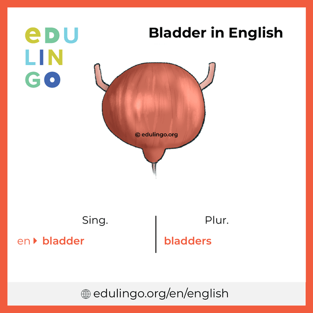 Bladder in English vocabulary picture with singular and plural for download and printing