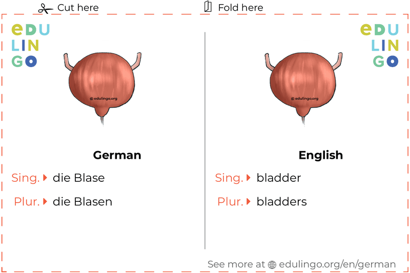 Bladder in German vocabulary flashcard for printing, practicing and learning