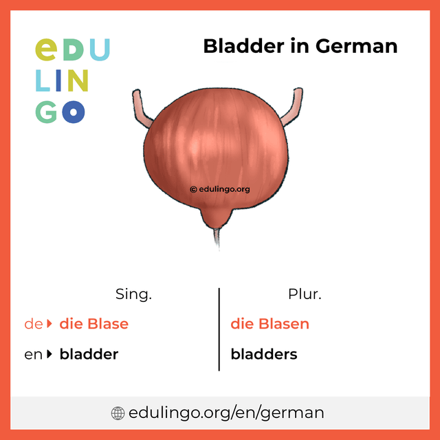 Bladder in German vocabulary picture with singular and plural for download and printing