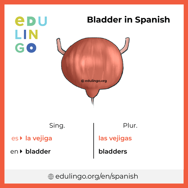 Bladder in Spanish vocabulary picture with singular and plural for download and printing