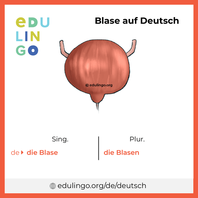 Blase auf Deutsch Vokabelbild mit Singular und Plural zum Herunterladen und Ausdrucken