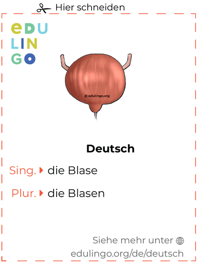 Blase auf Deutsch Vokabelkartei zum Ausdrucken, Üben und Lernen
