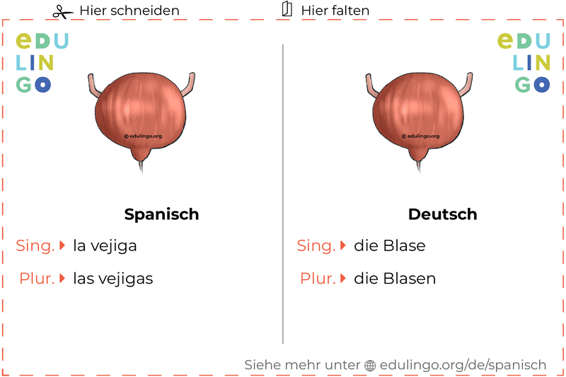 Blase auf Spanisch Vokabelkartei zum Ausdrucken, Üben und Lernen