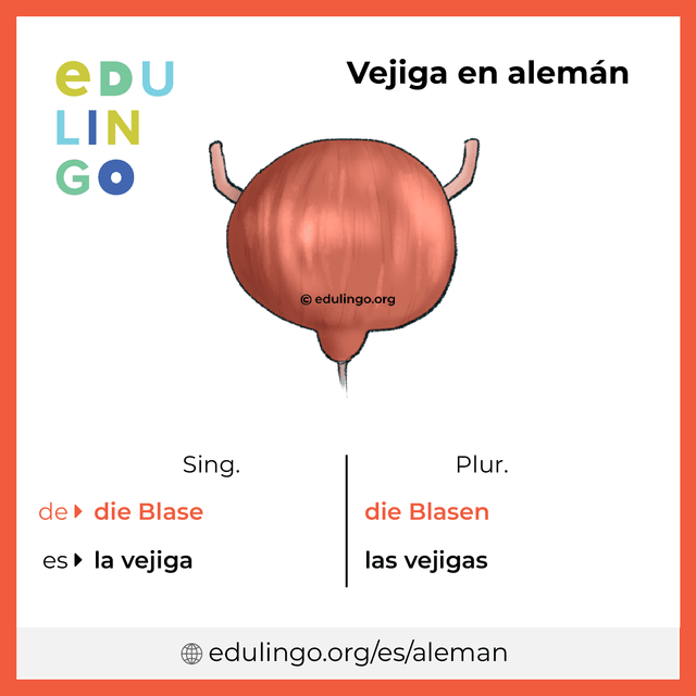 Imagen de vocabulario Vejiga en alemán con singular y plural para descargar e imprimir