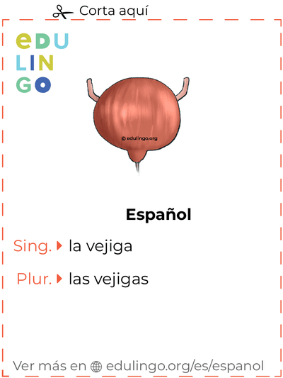 Ficha de Vocabulario Vejiga en español para imprimir, practicar y aprender