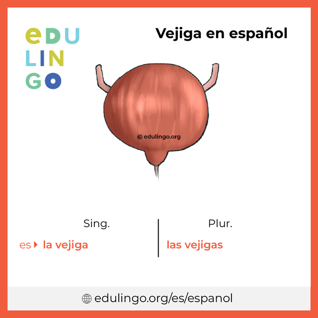 Imagen de vocabulario Vejiga en español con singular y plural para descargar e imprimir