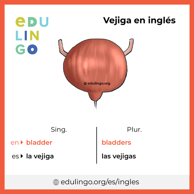 Imagen de vocabulario Vejiga en inglés con singular y plural para descargar e imprimir