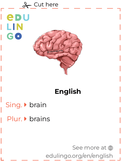 Brain in English vocabulary flashcard for printing, practicing and learning
