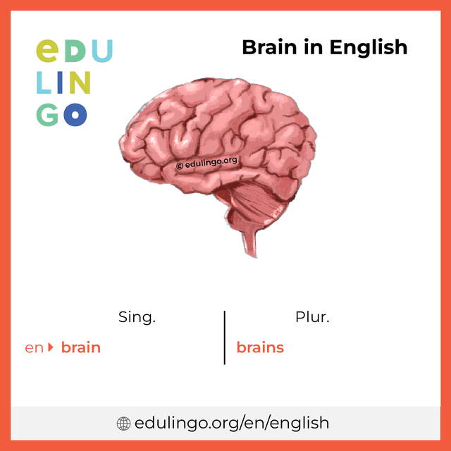 Brain in English vocabulary picture with singular and plural for download and printing