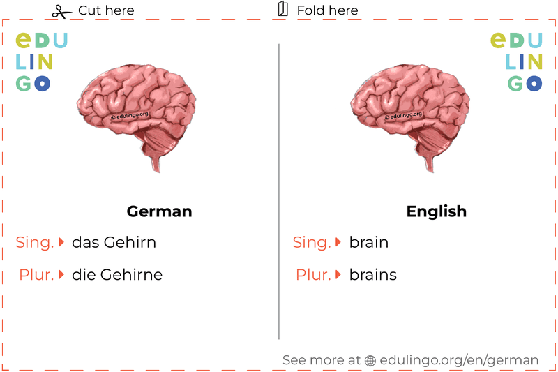 Brain in German vocabulary flashcard for printing, practicing and learning