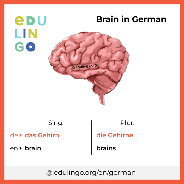 Brain in German vocabulary picture with singular and plural for download and printing