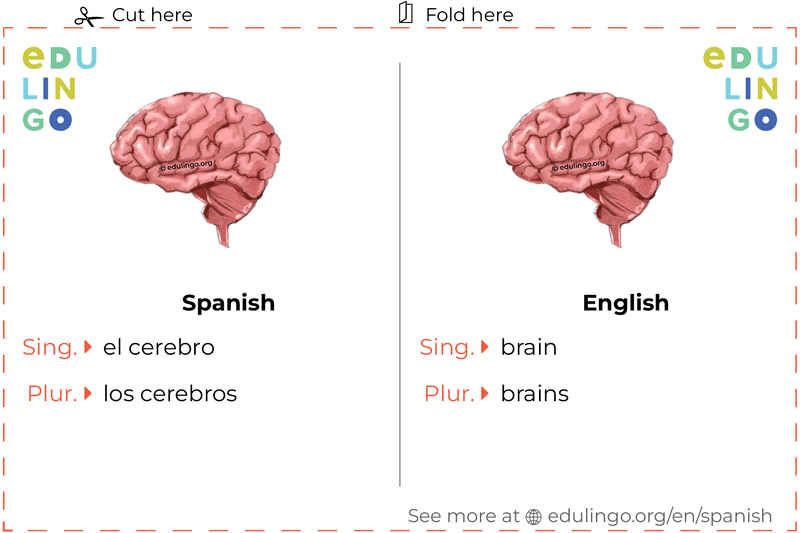 Brain in Spanish vocabulary flashcard for printing, practicing and learning