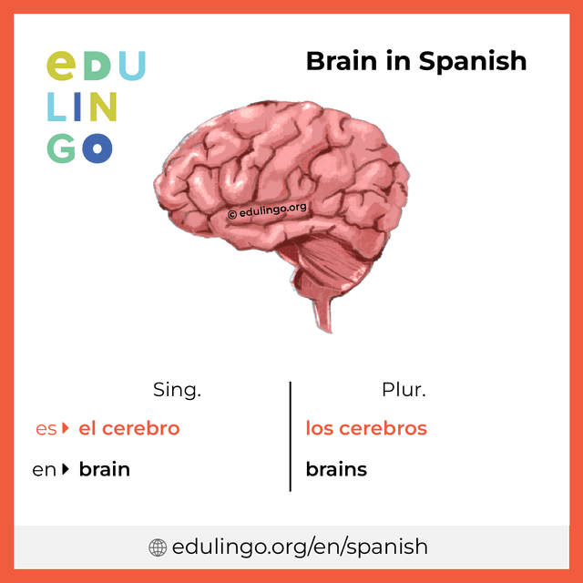 Brain in Spanish vocabulary picture with singular and plural for download and printing