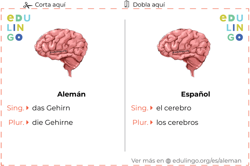 Ficha de Vocabulario Cerebro en alemán para imprimir, practicar y aprender
