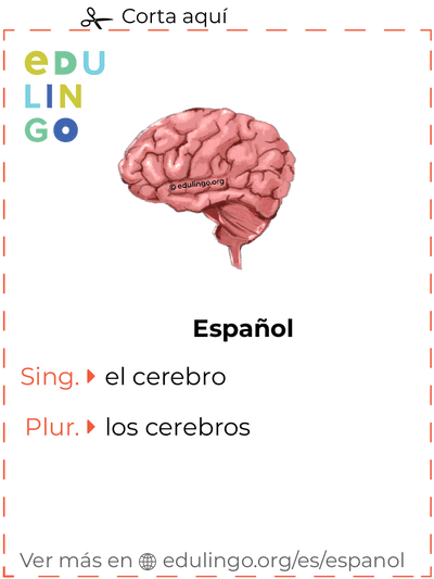 Ficha de Vocabulario Cerebro en español para imprimir, practicar y aprender