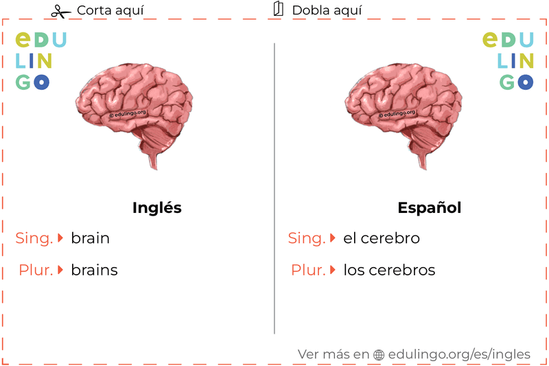 Ficha de Vocabulario Cerebro en inglés para imprimir, practicar y aprender
