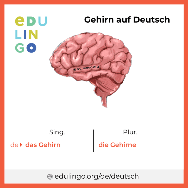 Gehirn auf Deutsch Vokabelbild mit Singular und Plural zum Herunterladen und Ausdrucken