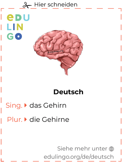 Gehirn auf Deutsch Vokabelkartei zum Ausdrucken, Üben und Lernen