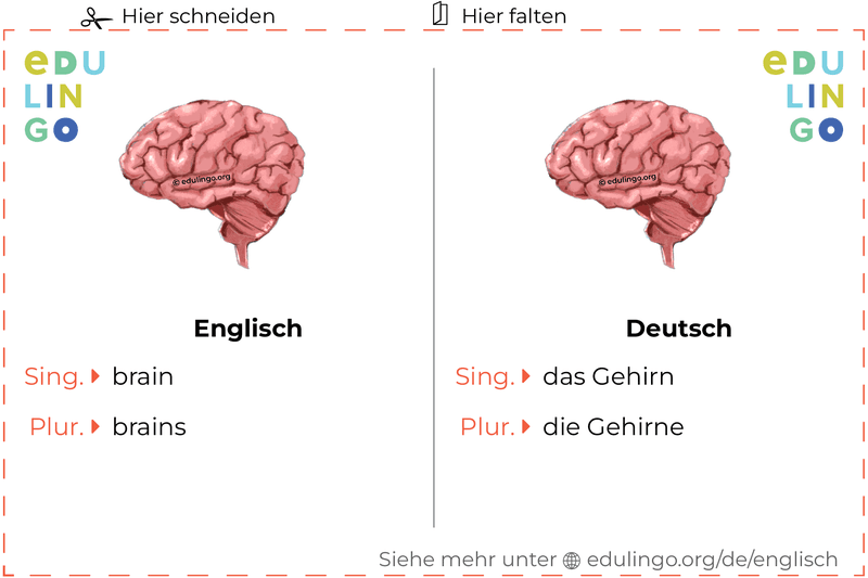 Gehirn auf Englisch Vokabelkartei zum Ausdrucken, Üben und Lernen