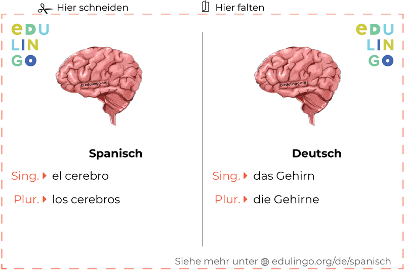 Gehirn auf Spanisch Vokabelkartei zum Ausdrucken, Üben und Lernen