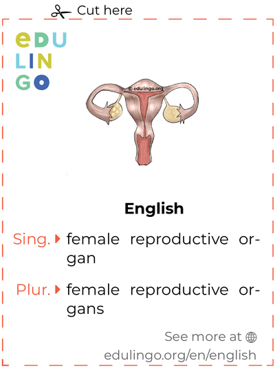 Female Reproductive Organ in English vocabulary flashcard for printing, practicing and learning