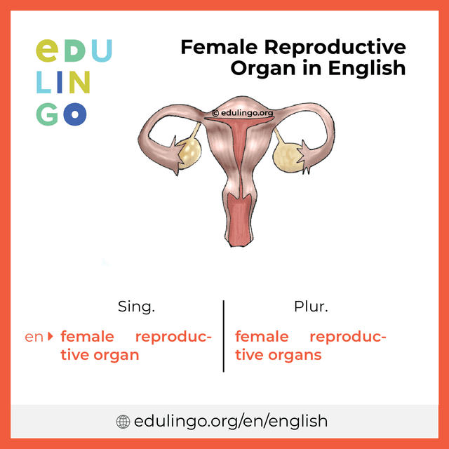 Female Reproductive Organ in English vocabulary picture with singular and plural for download and printing