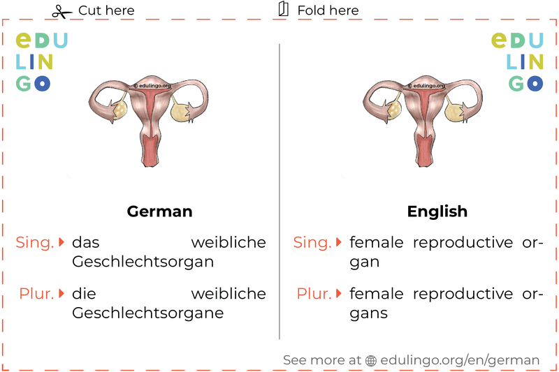 Female Reproductive Organ in German vocabulary flashcard for printing, practicing and learning