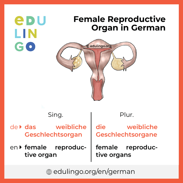 Female Reproductive Organ in German vocabulary picture with singular and plural for download and printing