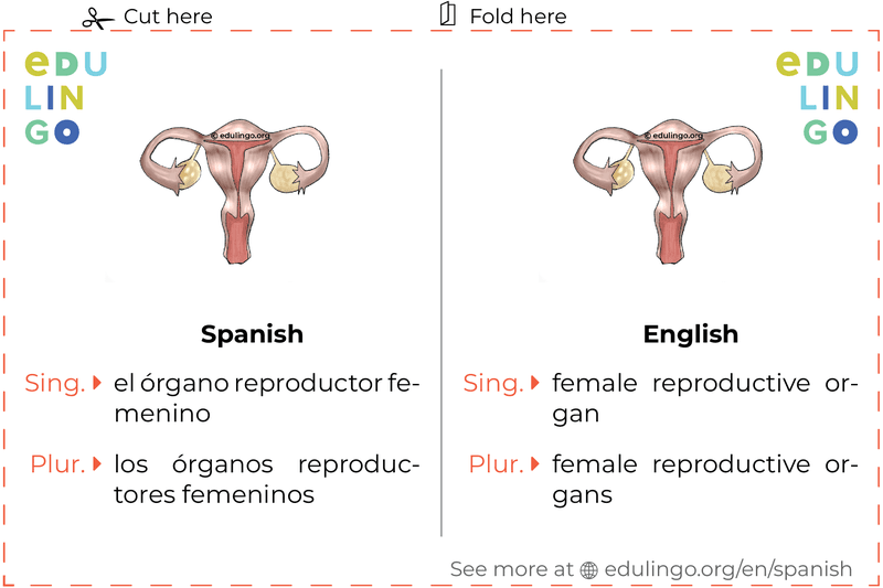 Female Reproductive Organ in Spanish vocabulary flashcard for printing, practicing and learning