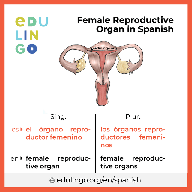 Female Reproductive Organ in Spanish vocabulary picture with singular and plural for download and printing